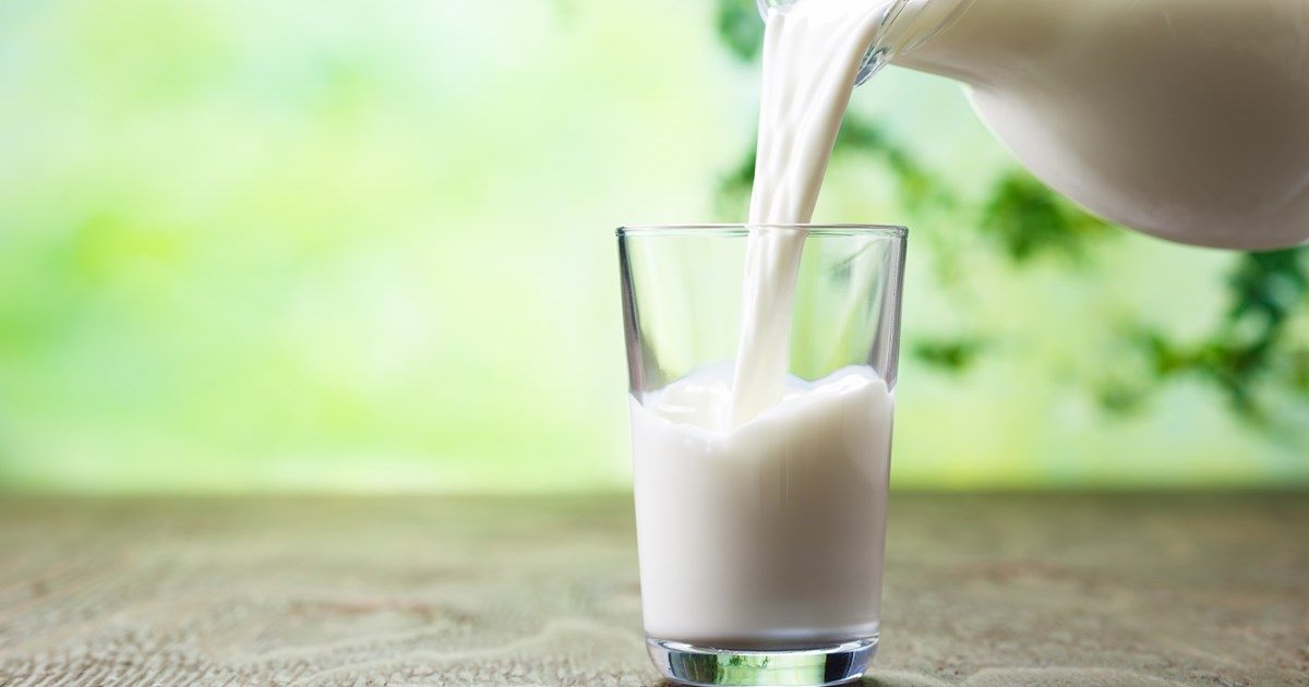 Good Quality Milk for Humans - Hindu Milk
